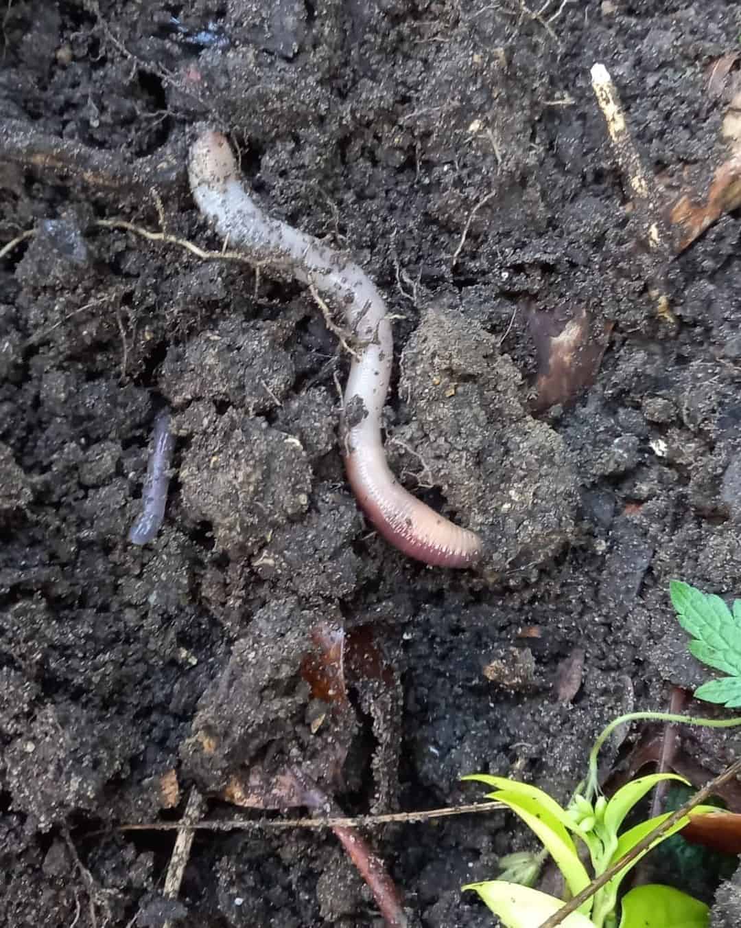 garden worms