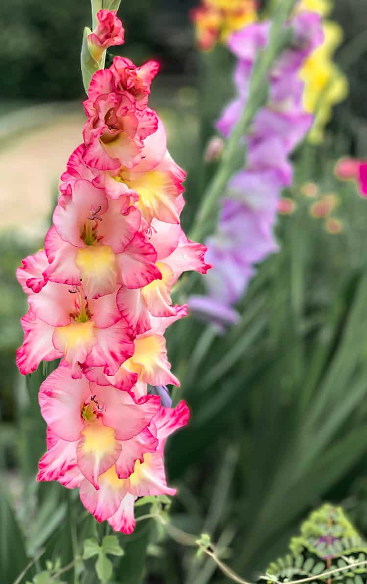 gladioli summer flowering bulb