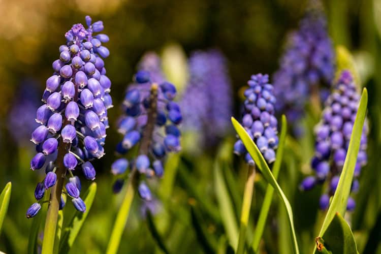 grape hyacinths spring flowering bulb
