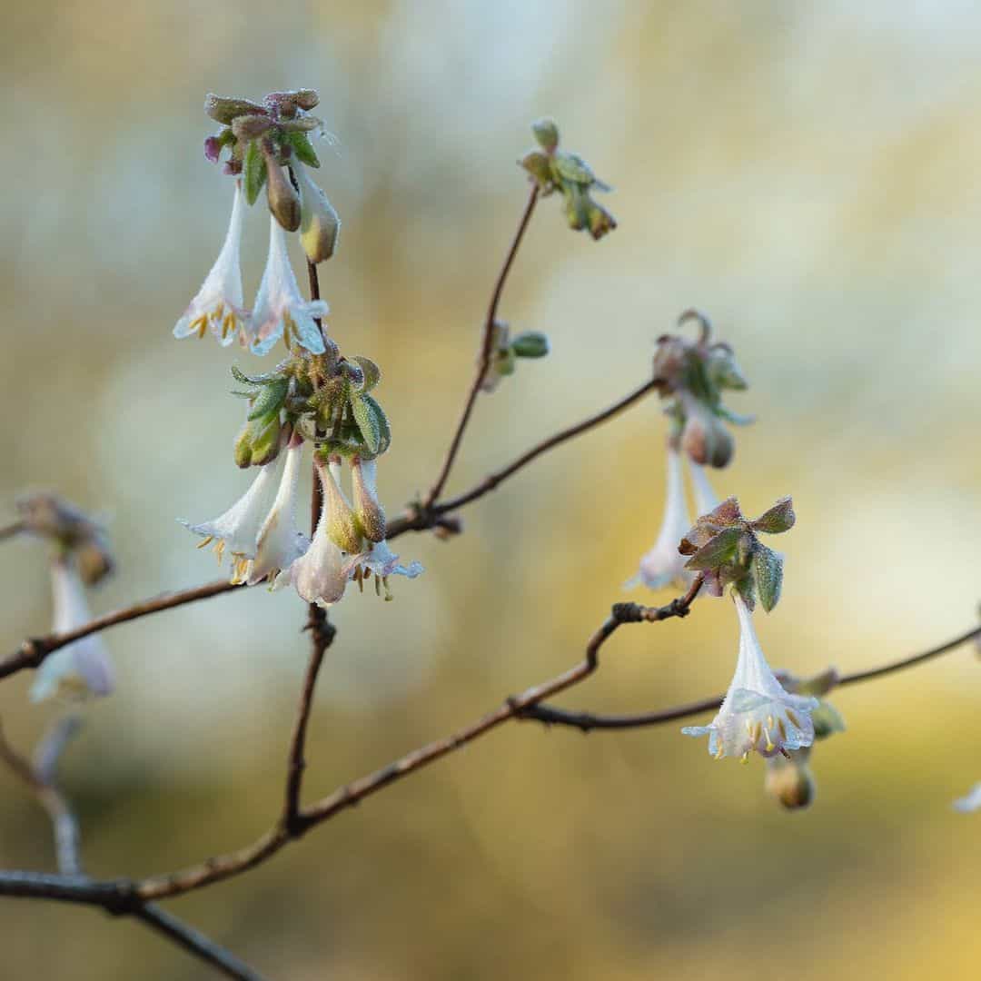 grow fragrant flowers