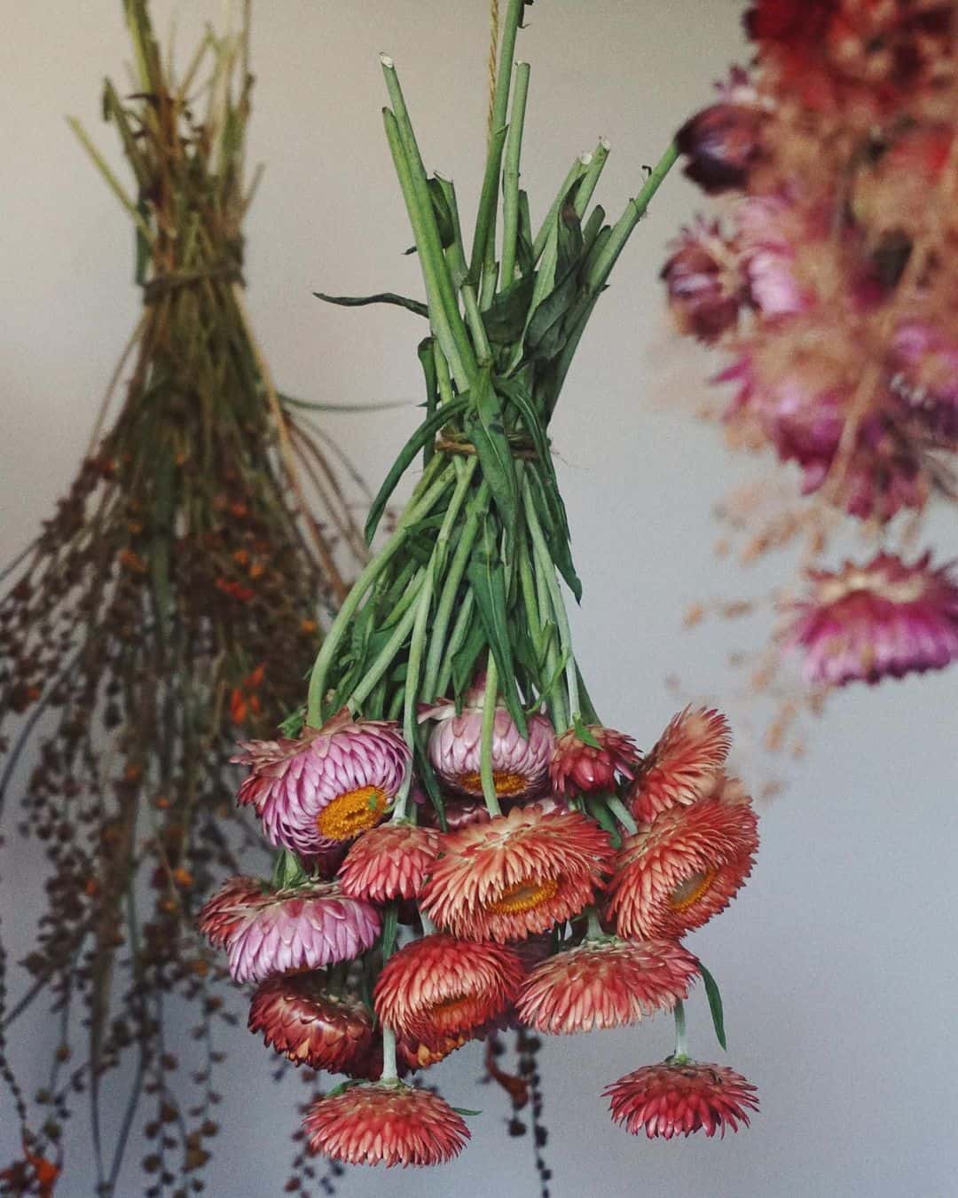 How to Grow and Dry Flowers: 14 Best Plants to Dry 16 harvest and dry cut flowers