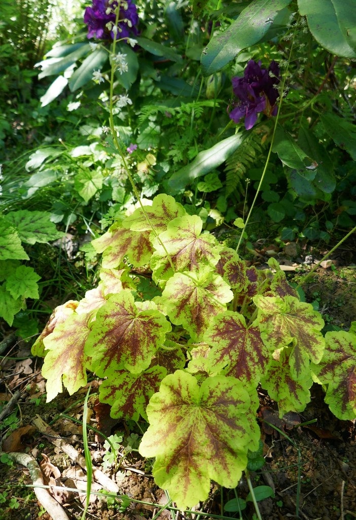 heuchera 'red lightning'
