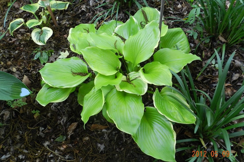 hosta 'wintersnow'