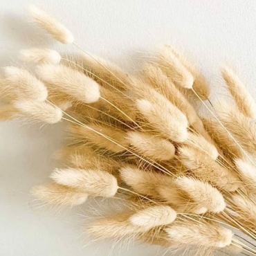 how to grow and dry flowers