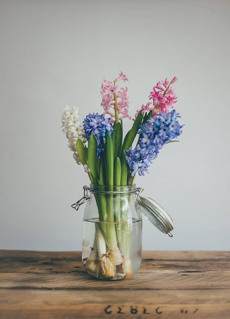 hyacinths winter flowering bulb