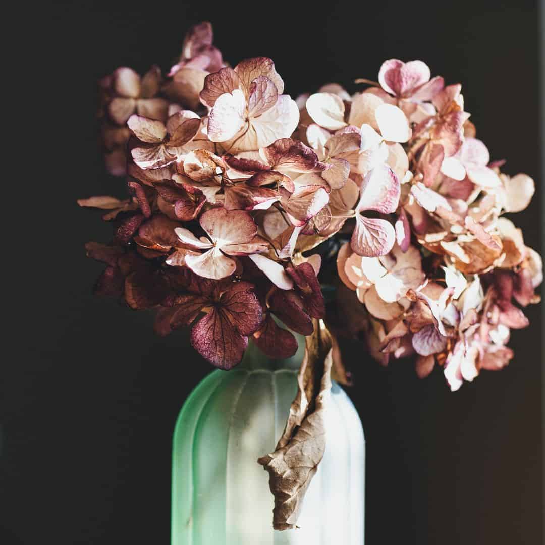 How to Grow and Dry Flowers: 14 Best Plants to Dry 10 hydrangea dry