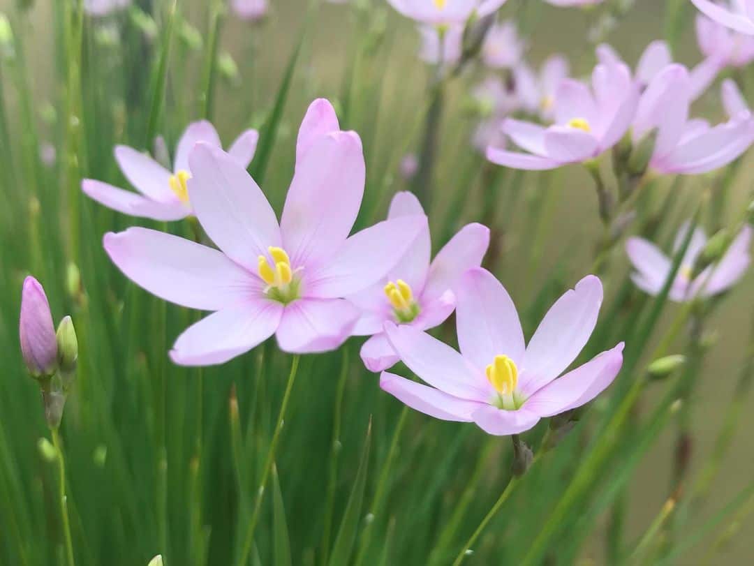 ixia summer flowering bulb