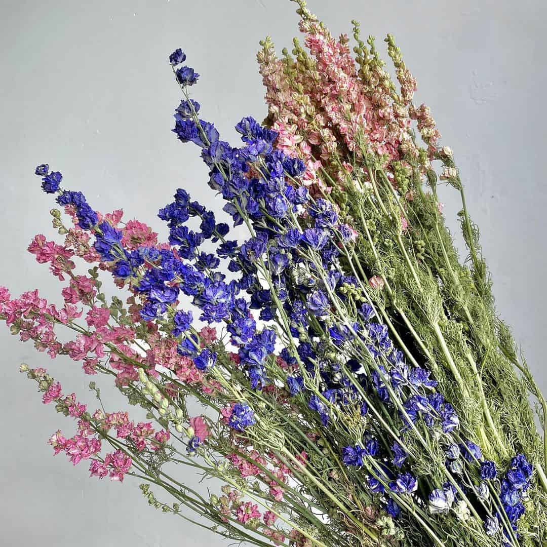 How to Grow and Dry Flowers: 14 Best Plants to Dry 7 larkspur