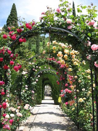 layered arch of roses