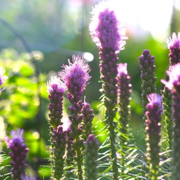liatris summer flowering bulb