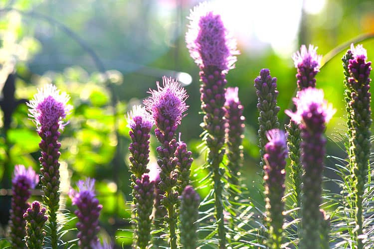 liatris summer flowering bulb