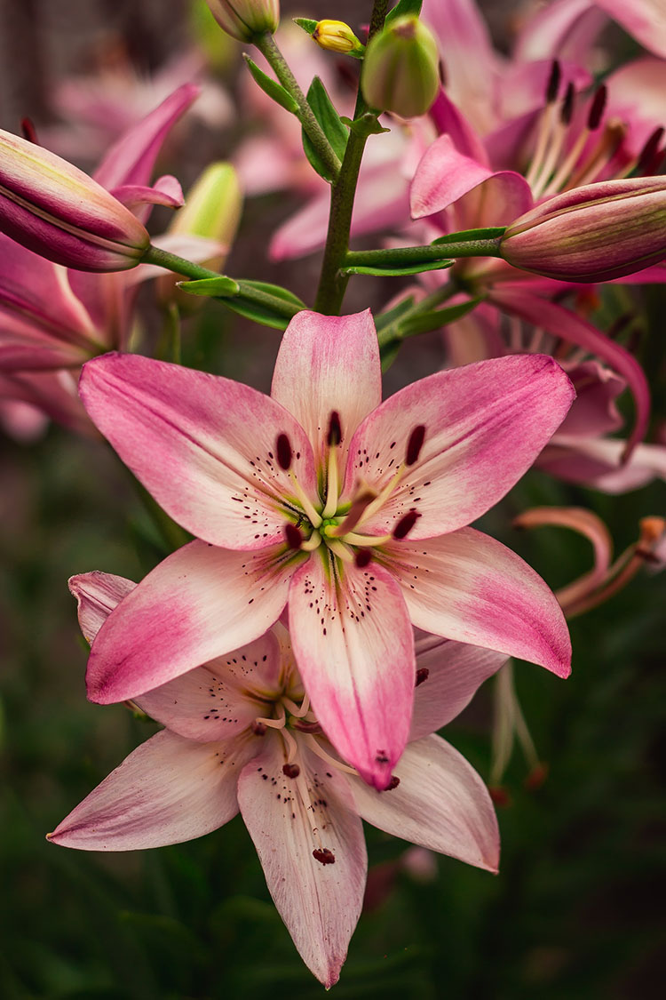 lilies summer flowering bulb