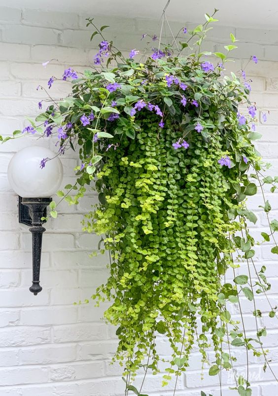 10 Winter Hanging Basket Ideas for an Evergreen Look 10 mix-it-up basket