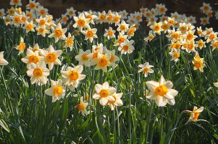 narcissus spring flowering bulb
