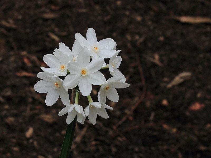 narcissus tazetta subsp. Papyraceus