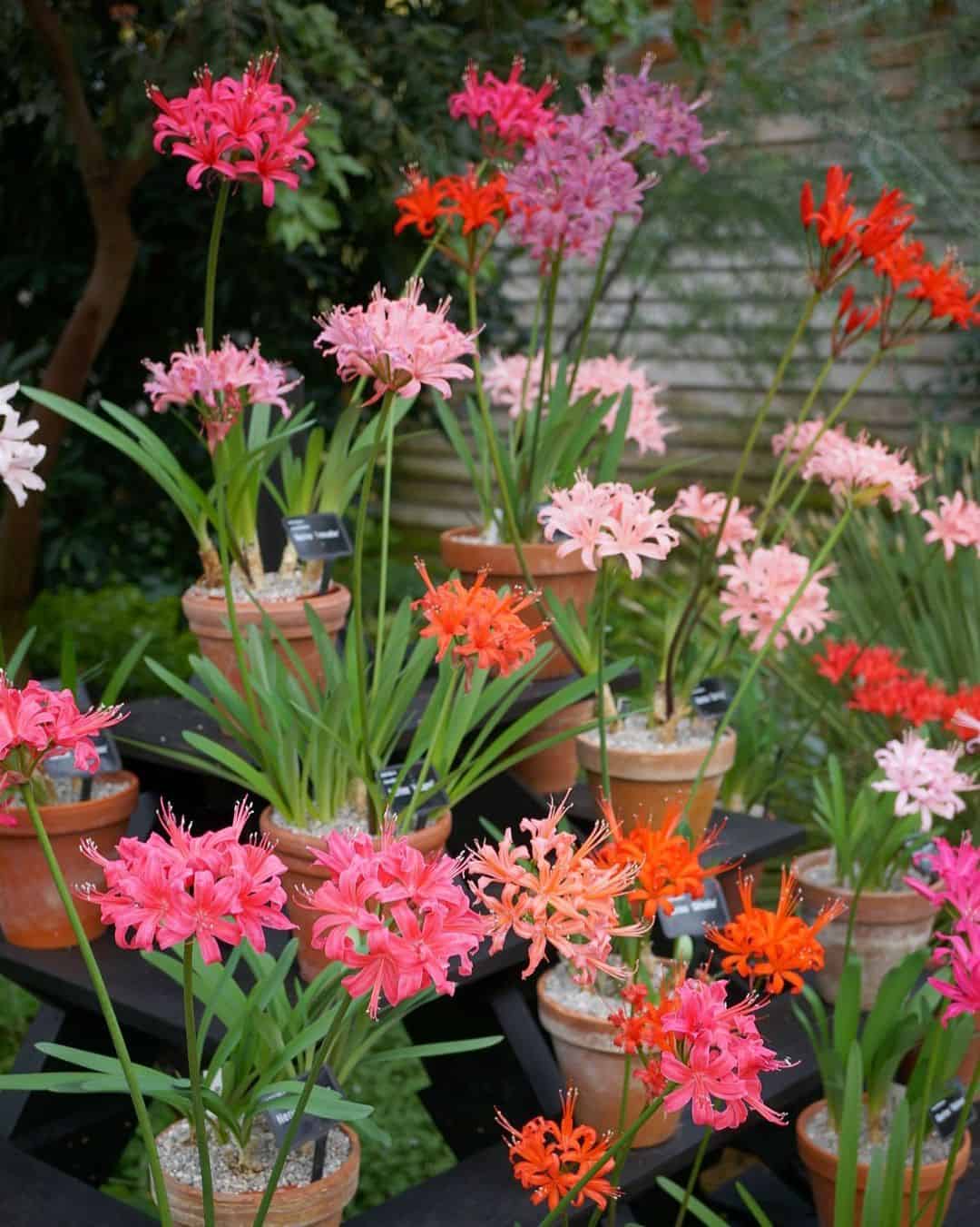 nerines autumn flowering bulb