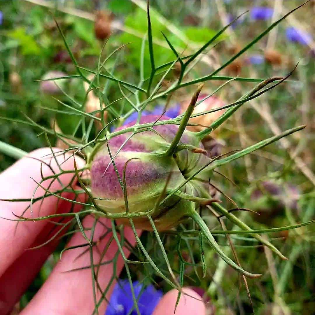 How to Grow and Dry Flowers: 14 Best Plants to Dry 9 nigella flower pods