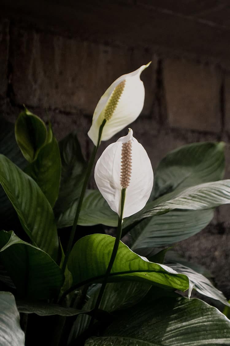 peace lily summer flowering bulb