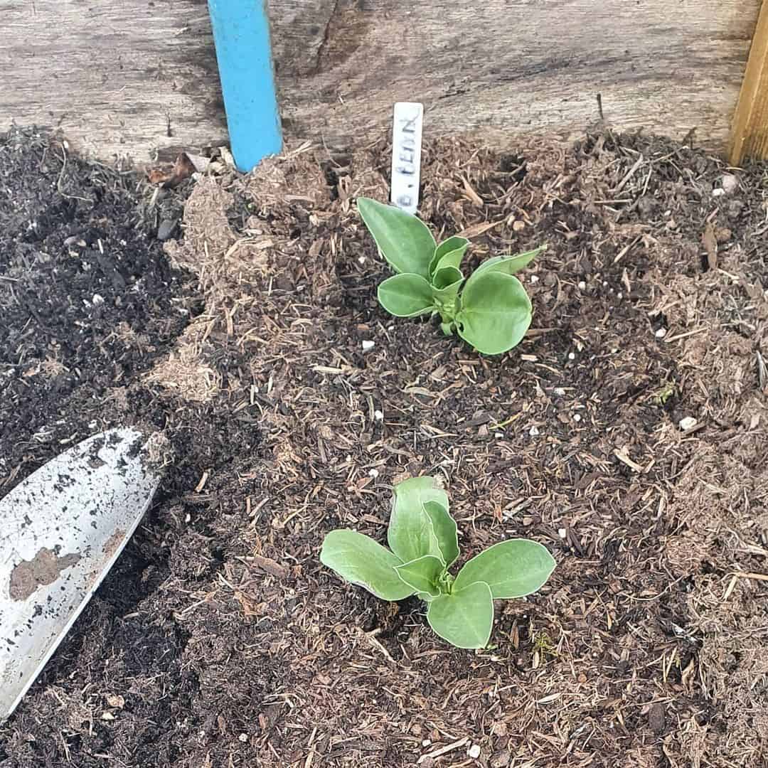 What to Do in the Garden in April: 14 Gardening Jobs 11 plant beans in april