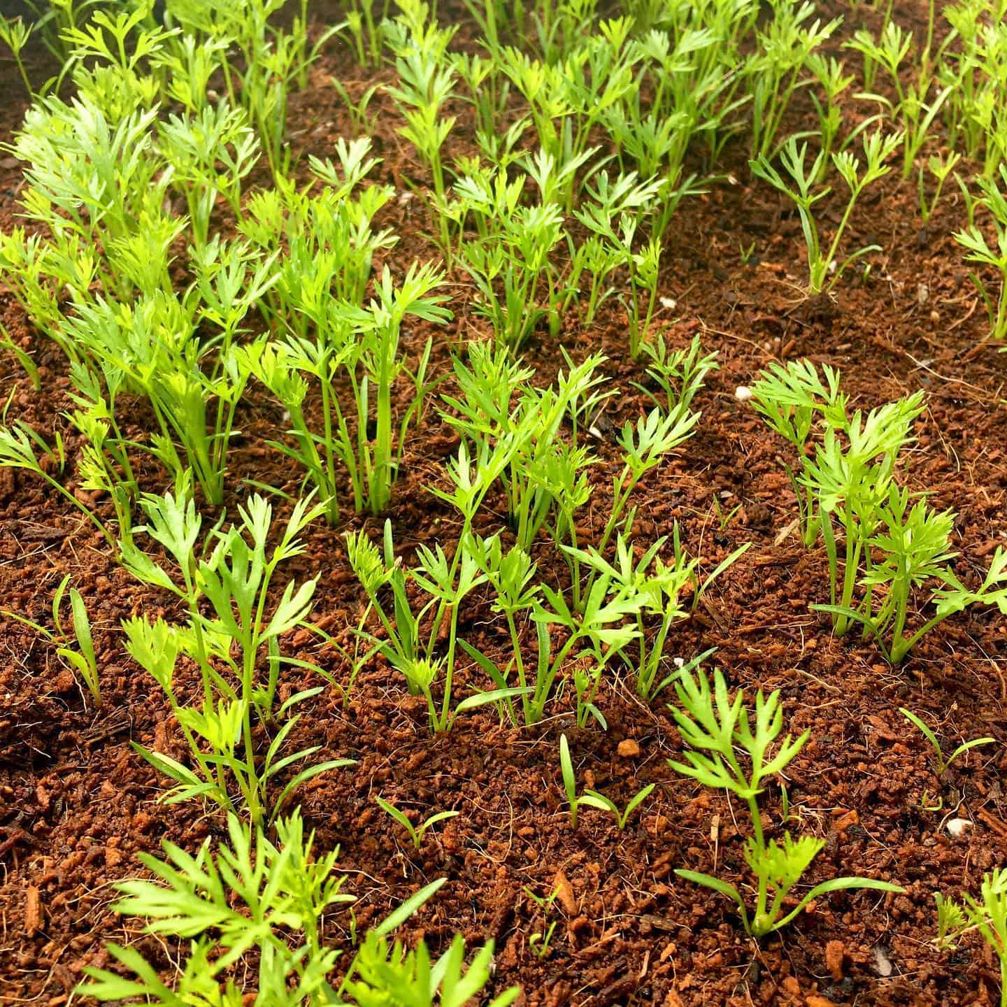 What to Do in the Garden in April: 14 Gardening Jobs 7 plant root vegetables in april