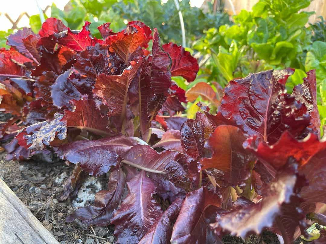 What to Do in the Garden in April: 14 Gardening Jobs 4 plant rows of salads in april