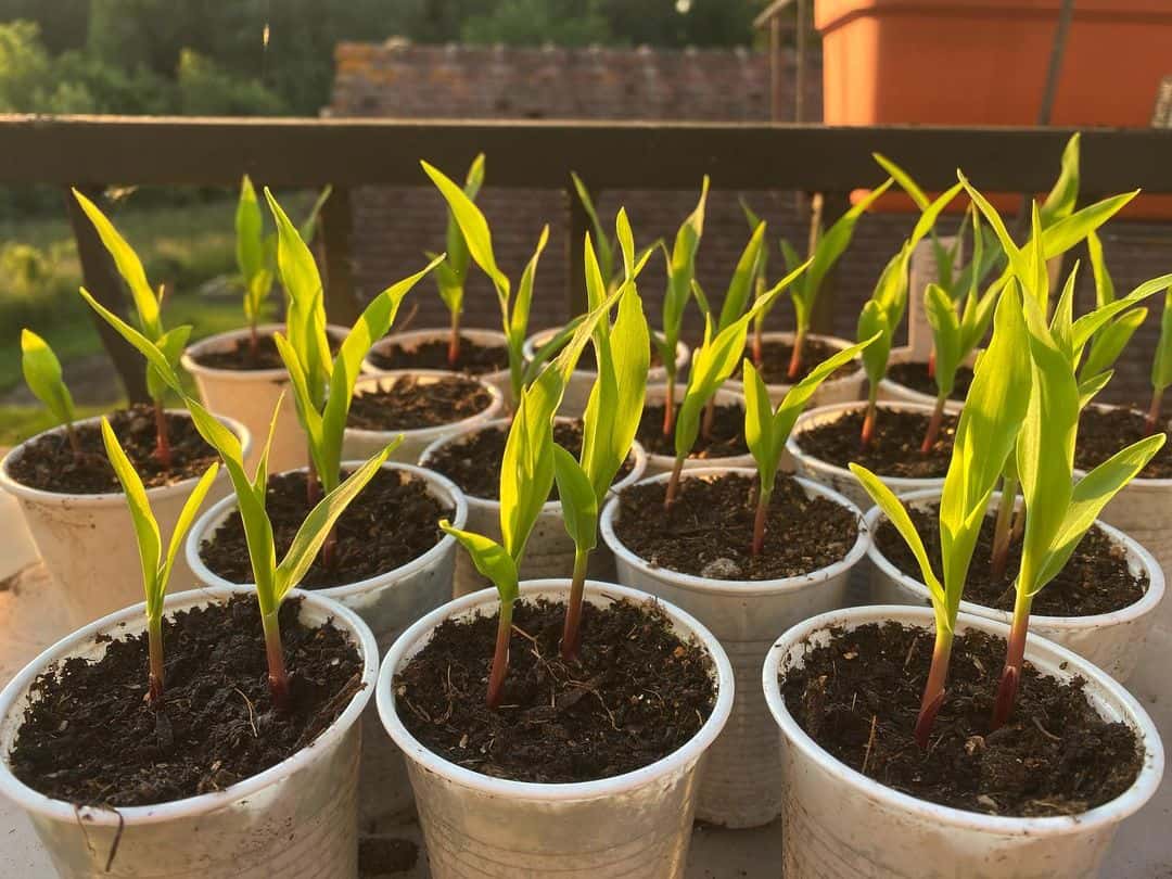 What to Do in the Garden in April: 14 Gardening Jobs 12 plant sweetcorn in april