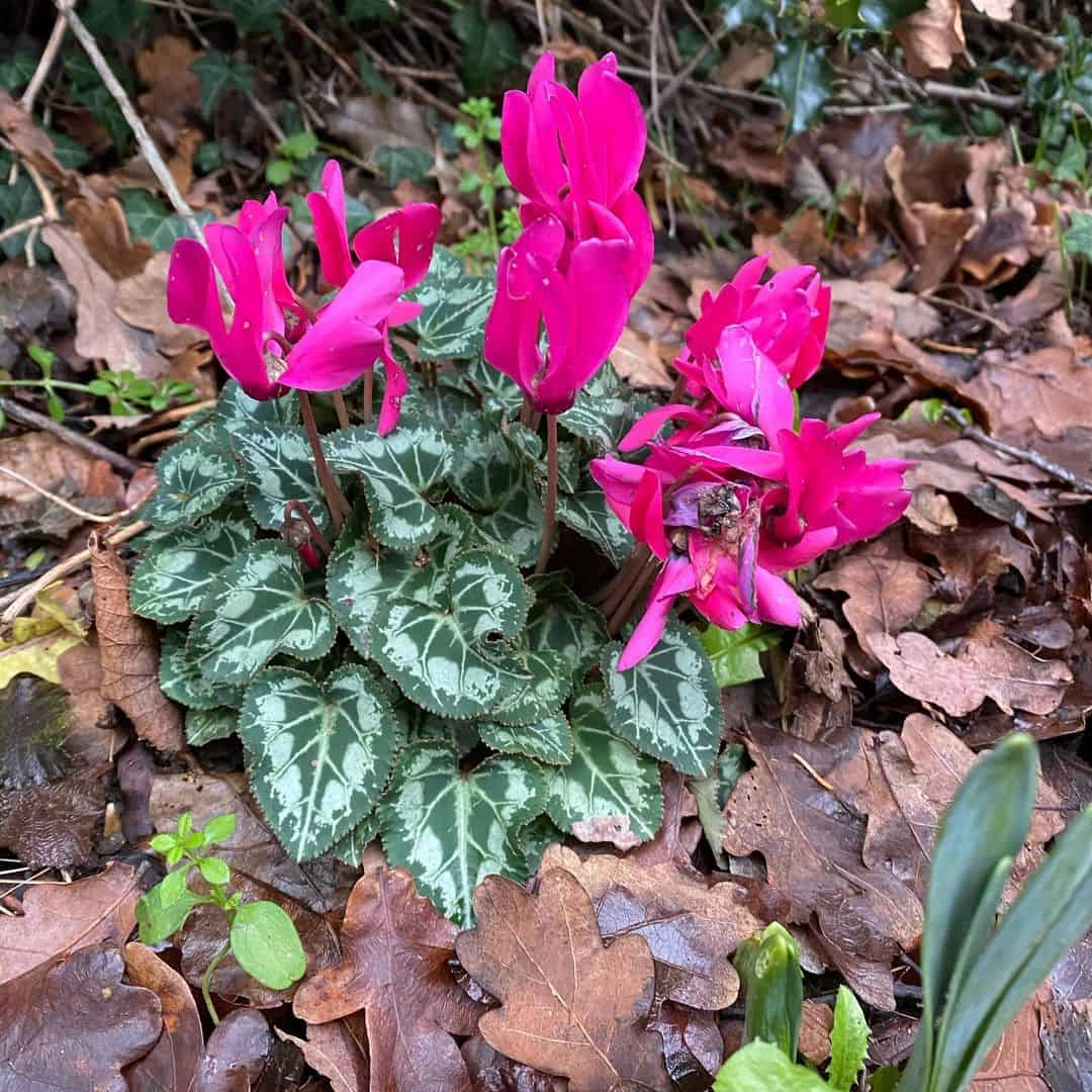 plant winter bloomers