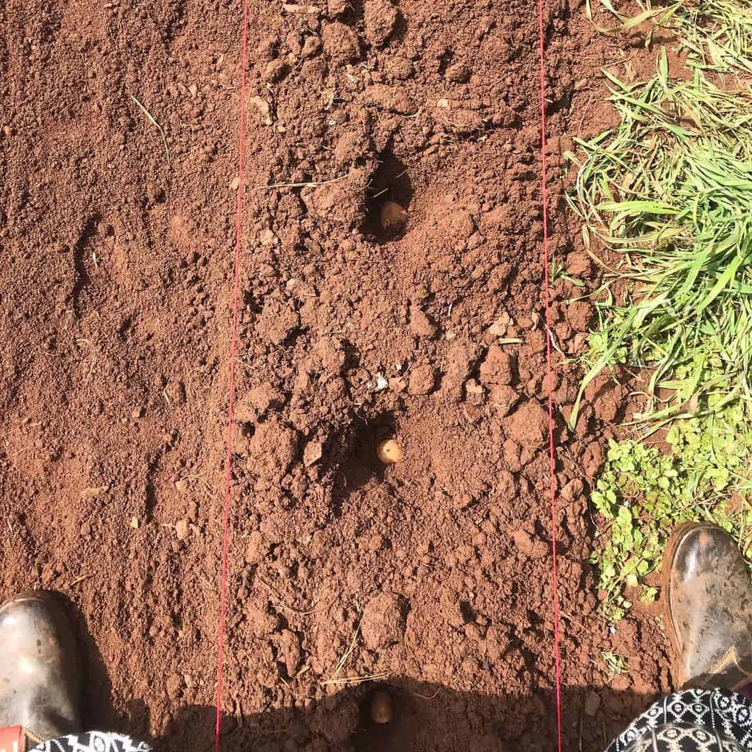 What to Do in the Garden in April: 14 Gardening Jobs 9 planting potatoes