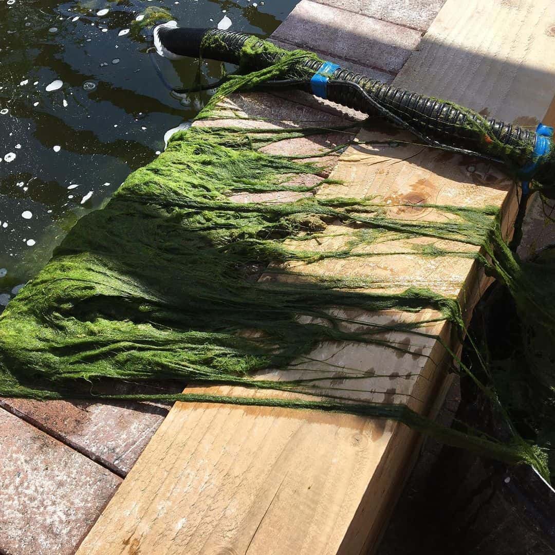 What to Do in the Garden in April: 14 Gardening Jobs 10 pond tlc in april