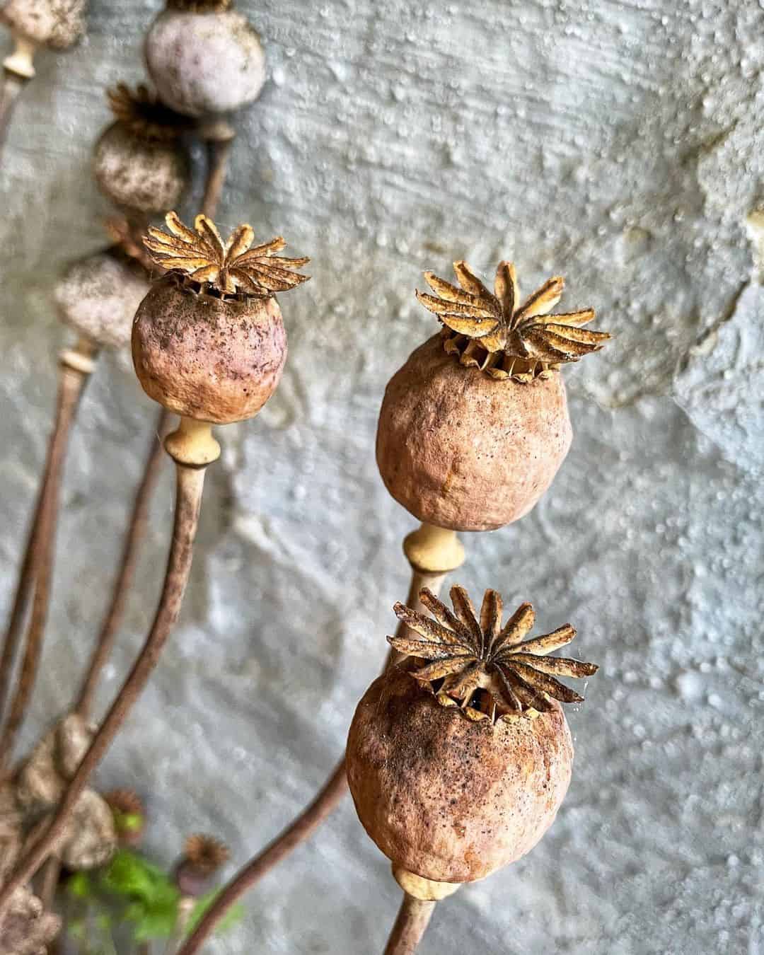 How to Grow and Dry Flowers: 14 Best Plants to Dry 11 poppies seed heads