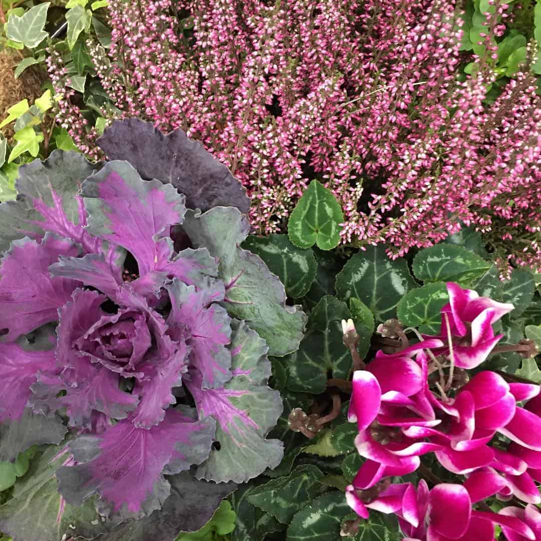 10 Winter Hanging Basket Ideas for an Evergreen Look 2 pretty pink planters