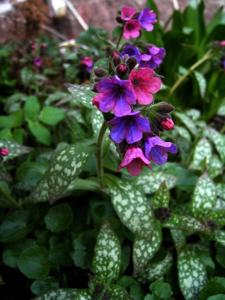 pulmonaria officinalis