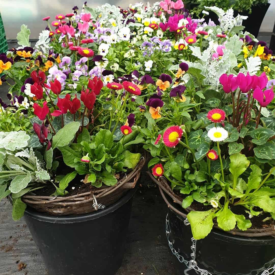 10 Winter Hanging Basket Ideas for an Evergreen Look 3 rainbow flower basket