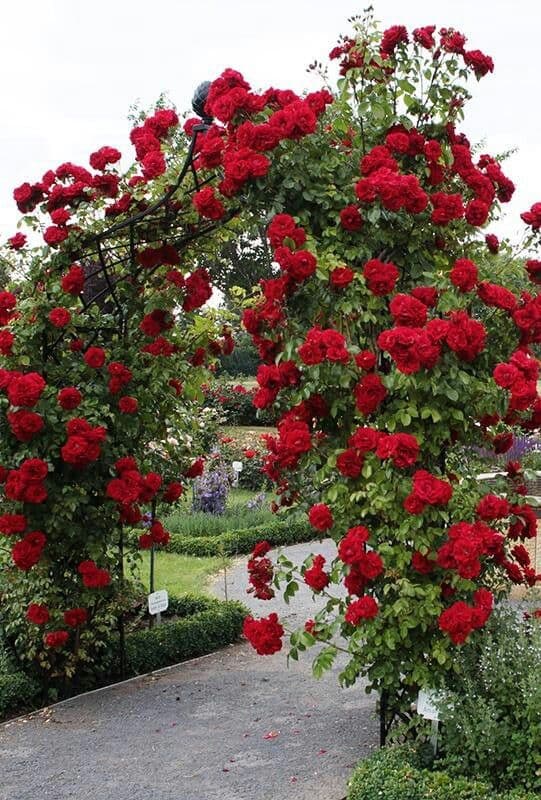 romantic rose arch ideas