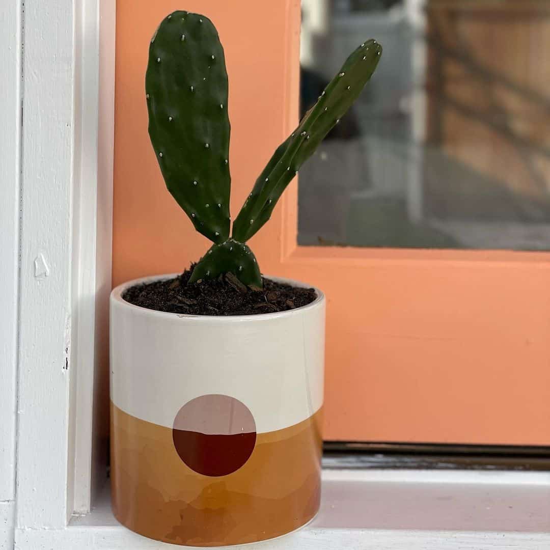 small pots for cacti