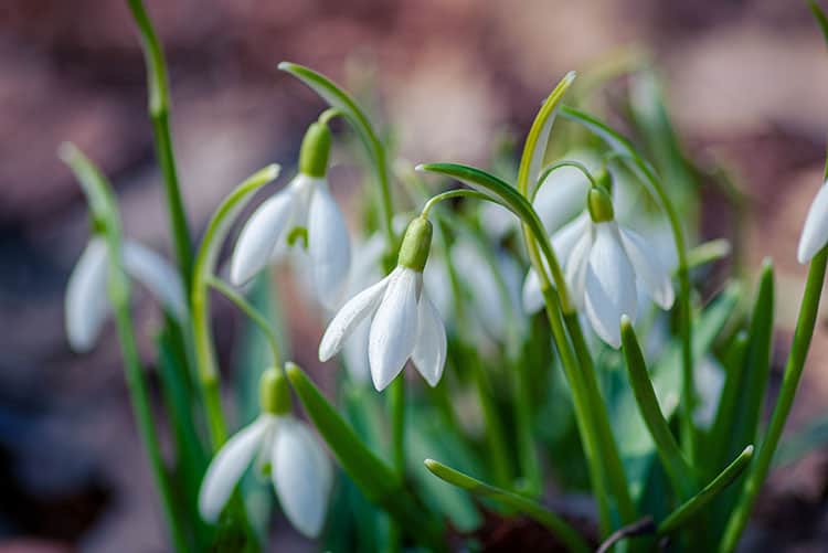 snowdrops winter flowering bulb