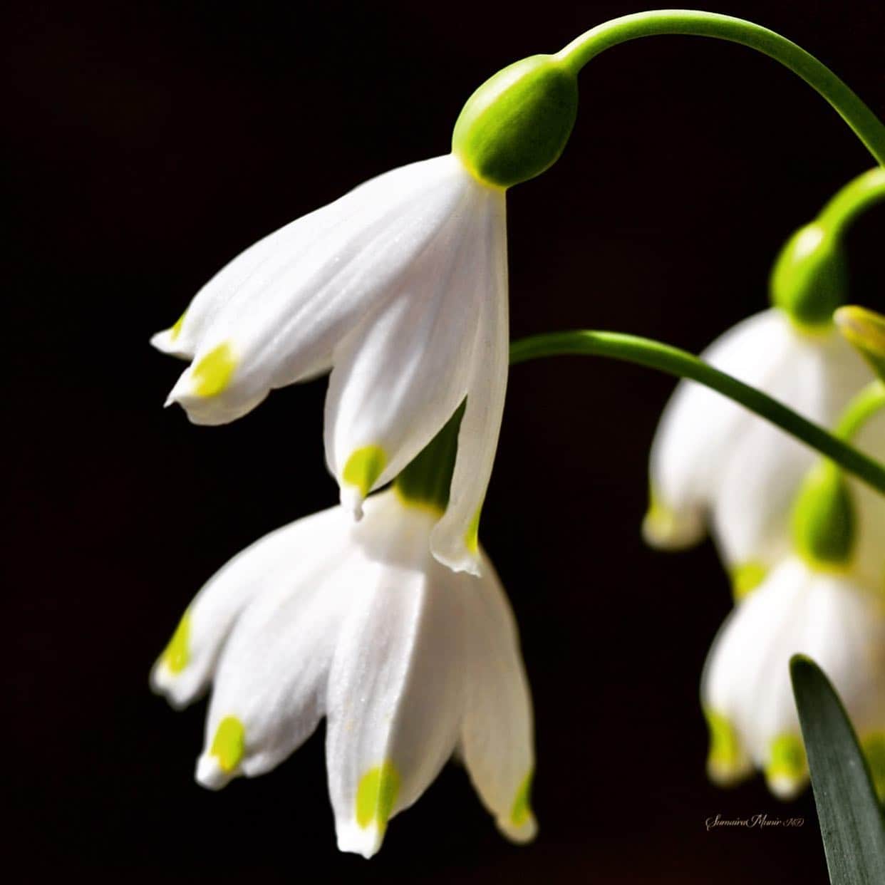 snowflakes winter flowering bulb