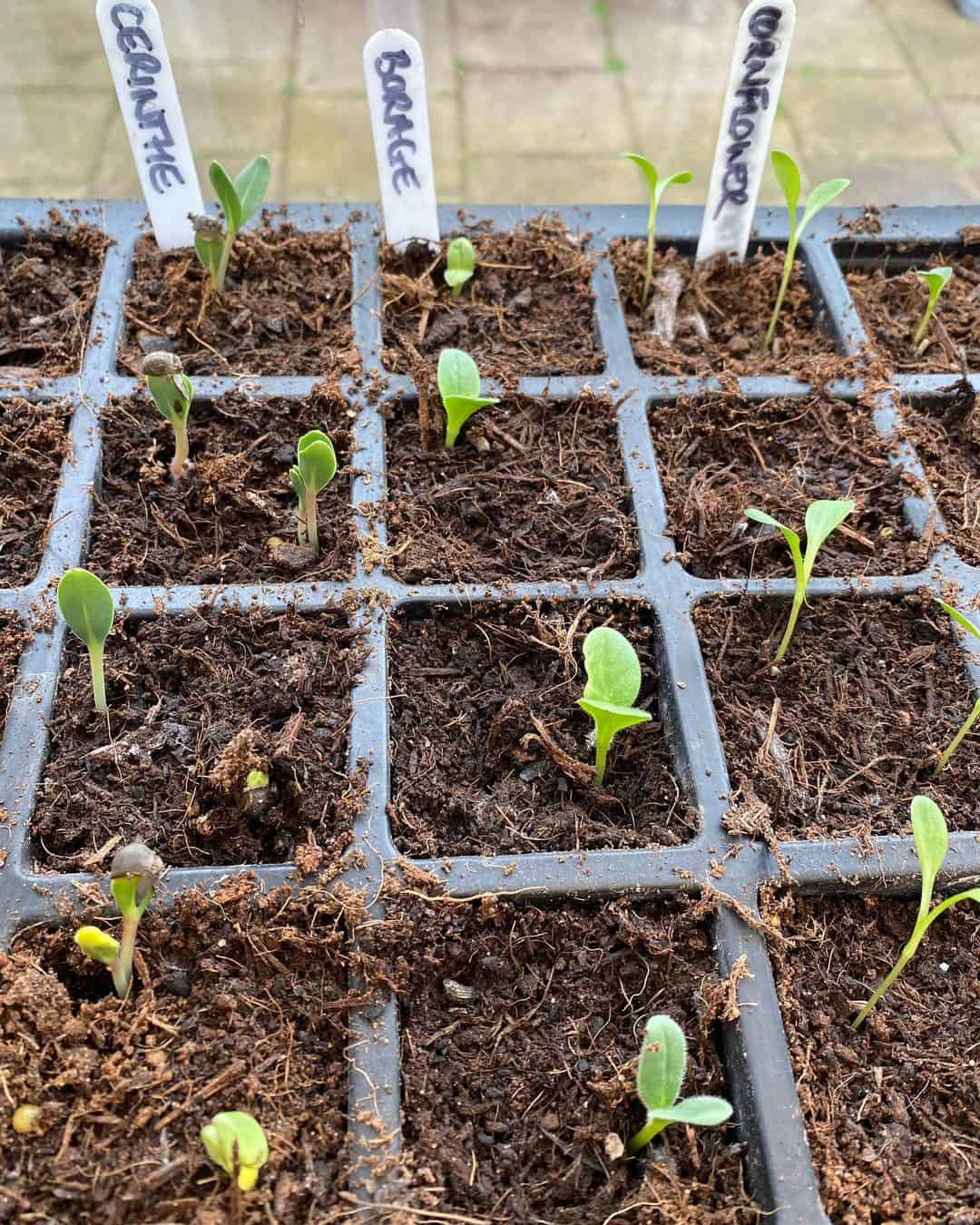 What to Do in the Garden in April: 14 Gardening Jobs 5 sow annual flower seeds in april