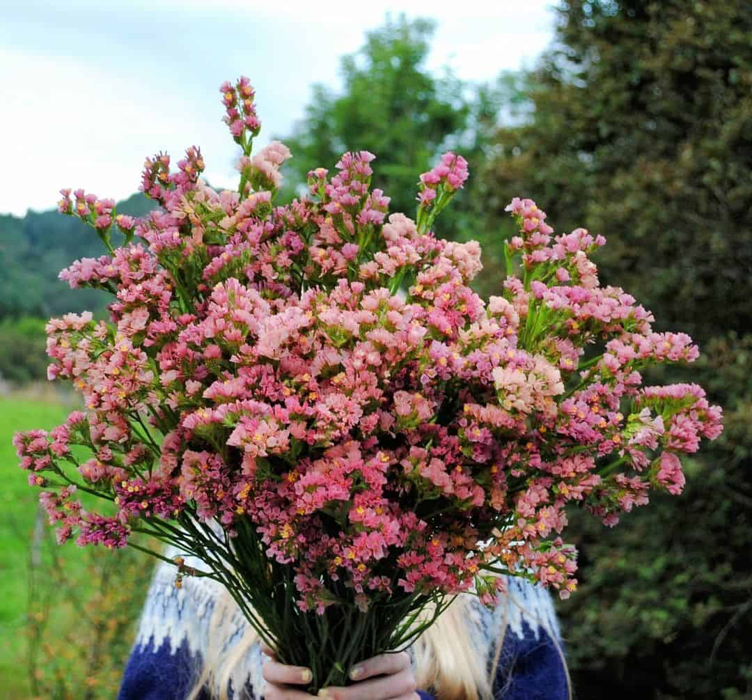 How to Grow and Dry Flowers: 14 Best Plants to Dry 14 statice flowers