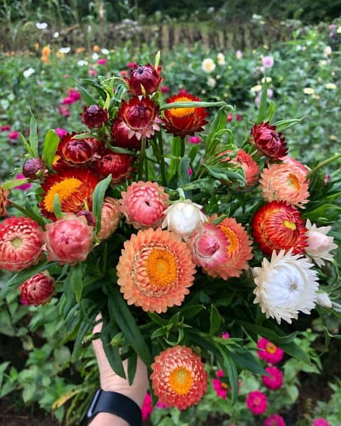 How to Grow and Dry Flowers: 14 Best Plants to Dry 15 strawflowers blooming