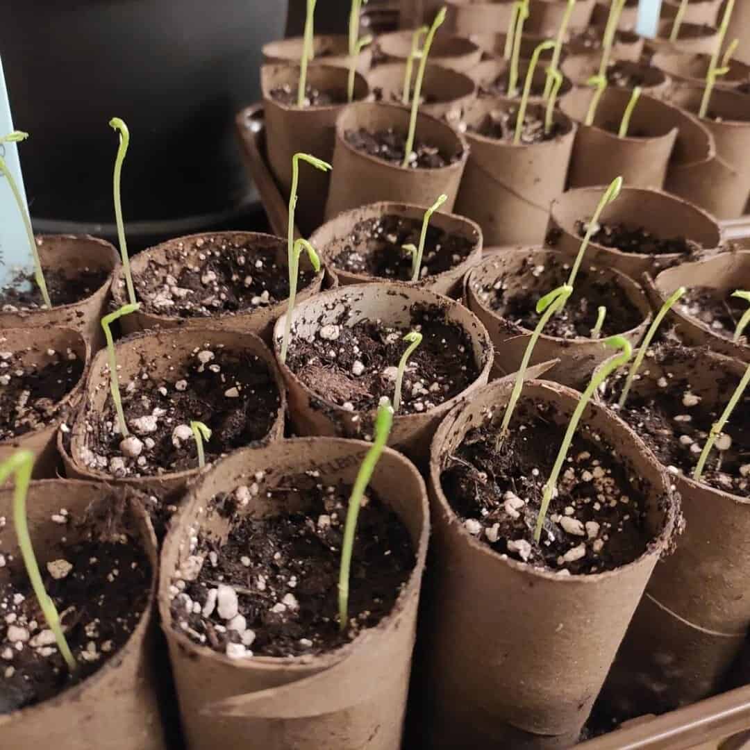 17 DIY Flower pot Ideas 4 toilet rolls diy flower pot