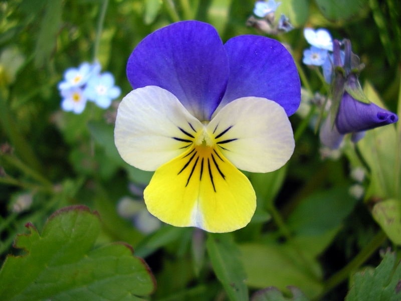 viola tricolour