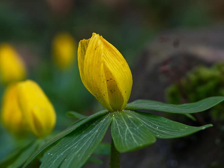 winter aconites winter flowering bulb