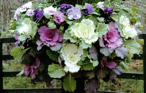 10 Winter Hanging Basket Ideas for an Evergreen Look 8 winter veggies and herbs