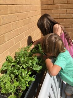 UK Gardening Statistics: Fascinating Garden Facts 1