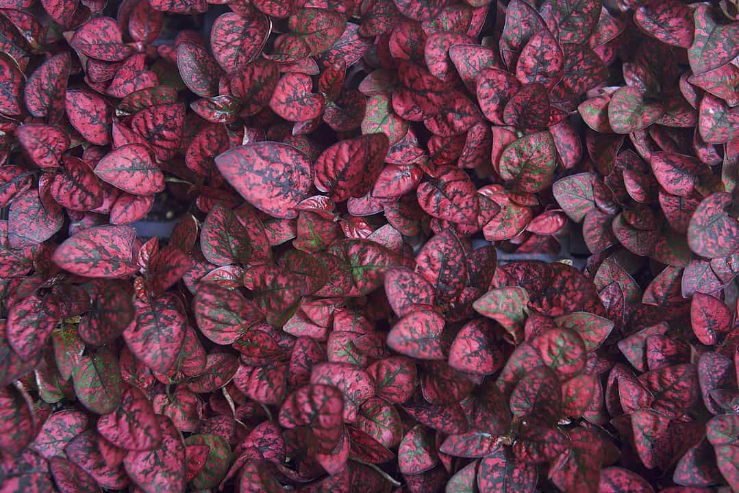 Polka Dot Plant Care: How To Grow Hypoestes Phyllostachya 6 Polka_Dot_Plant_II