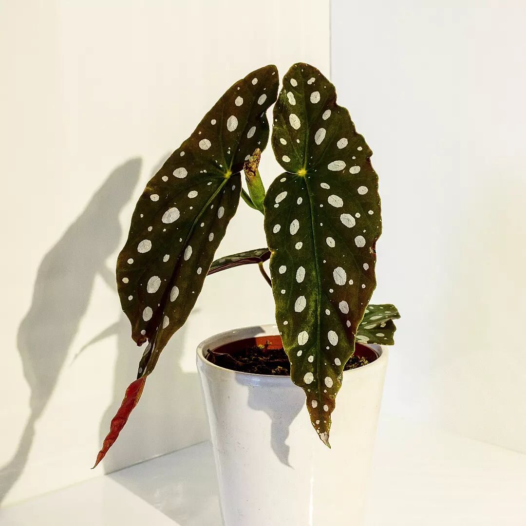 Polka Dot Plant Care: How To Grow Hypoestes Phyllostachya 3 polka dot in plant pot