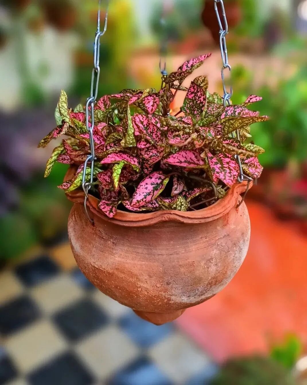 Polka Dot Plant Care: How To Grow Hypoestes Phyllostachya 8 polka dot plant hanging basket