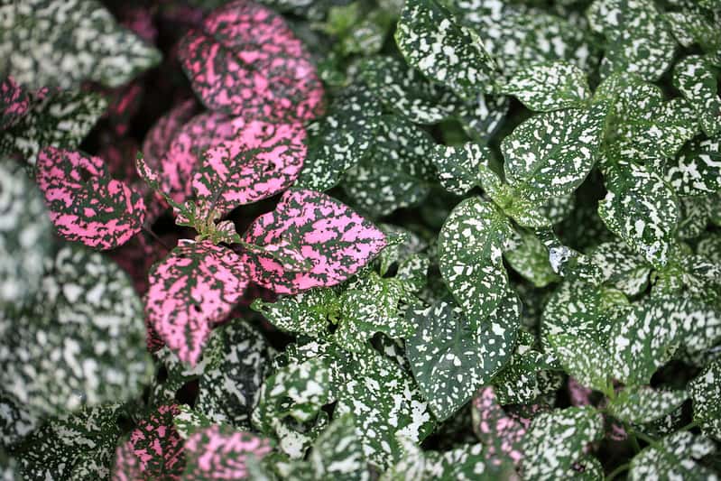Polka Dot Plant Care: How To Grow Hypoestes Phyllostachya 4 polka dot plant japan