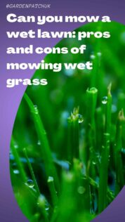 Can you mow a wet lawn pros and cons of mowing wet grass-min